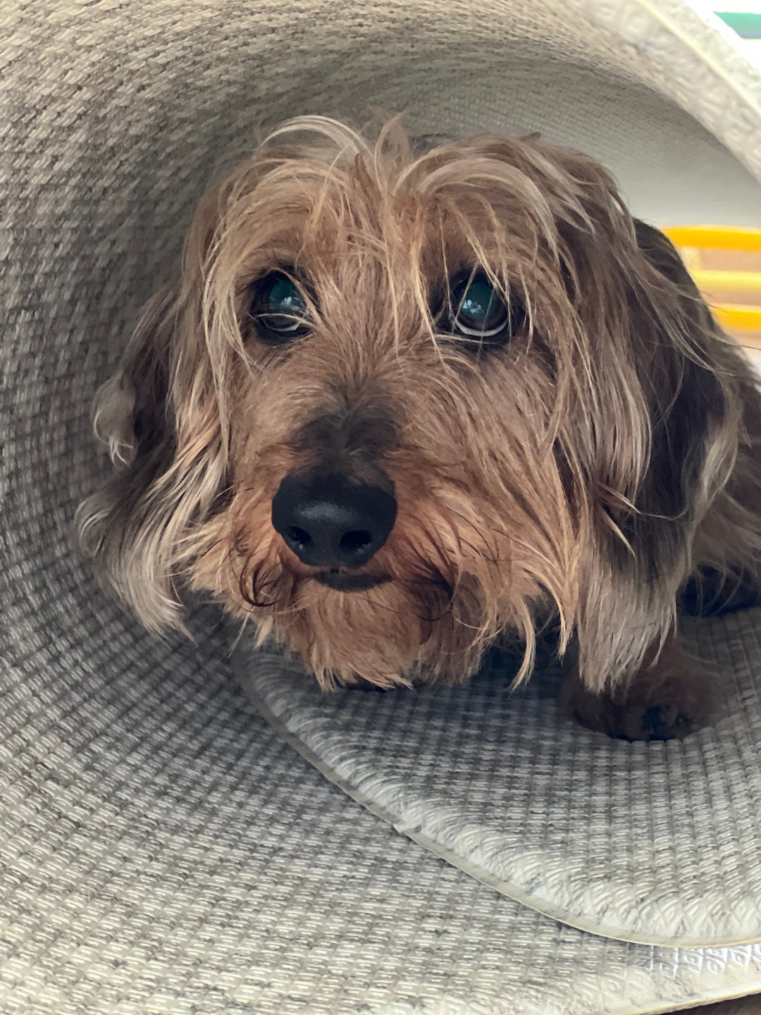 Alfombras impermeables: la solución perfecta para niños, guaguas y mascotas